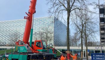 1. Hergebruikte verplante bomen 