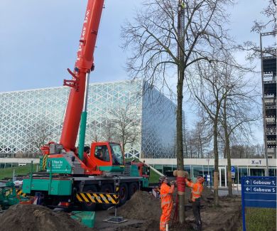 Hergebruikte verplante bomen  